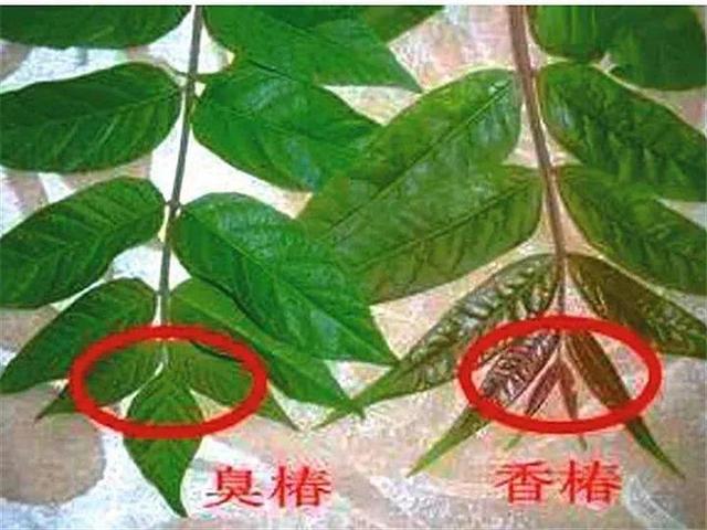 家里有鼻涕虫怎么消灭，鼻涕虫怎么彻底消灭（自制天然杀虫水）