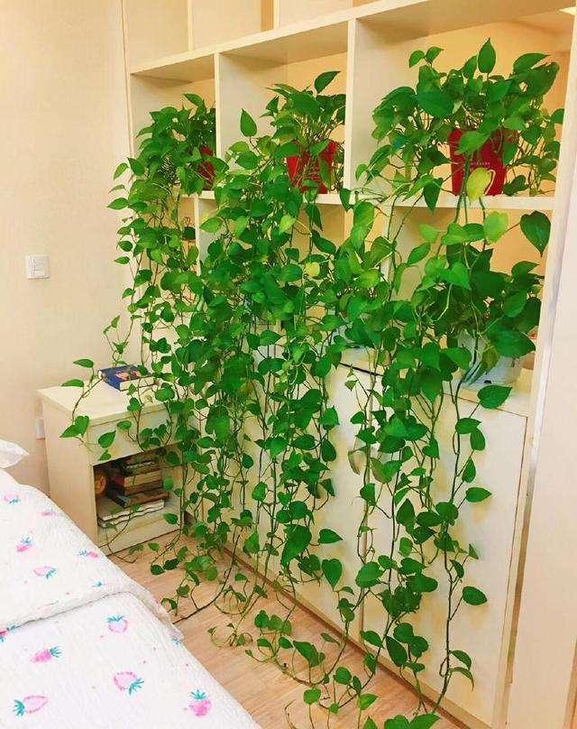 室内净化空气的植物，十大净化空气植物（5种盆栽都是宝）
