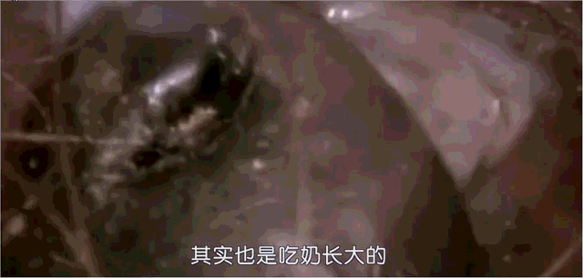 鸭嘴兽简介，鸭嘴兽简介表格式（来自远古的“三不像”）