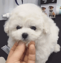 呆萌狗狗，呆萌狗狗道具（呆萌+有趣+憨厚图片）