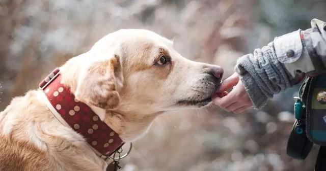 狗狗可以吃蛋黄吗，狗狗可以吃蛋黄吗能够吃多少呢（狗狗摄入蛋黄过量易诱发肾衰）