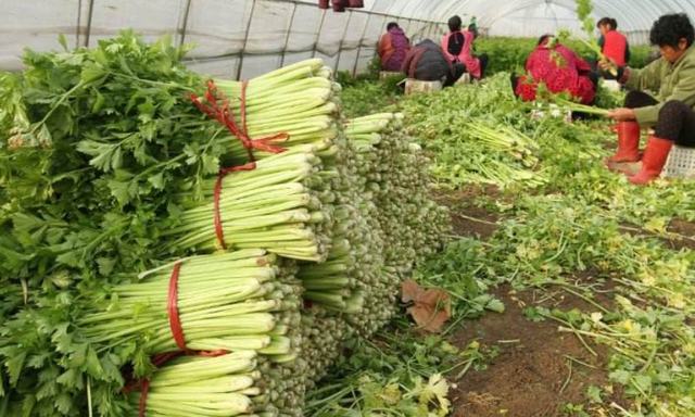 芹菜叶水饺的做法，芹菜叶水饺的做法窍门（吃不吃叶让很多人纠结）