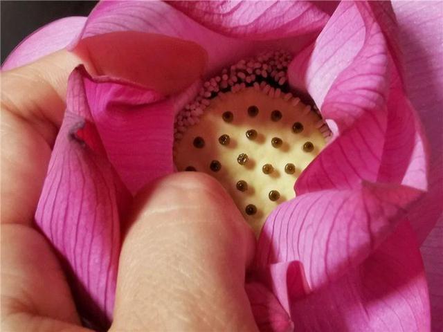 不锈钢盆可以放烤箱吗，烤箱里可以放不锈钢盆吗（10种花最养人）