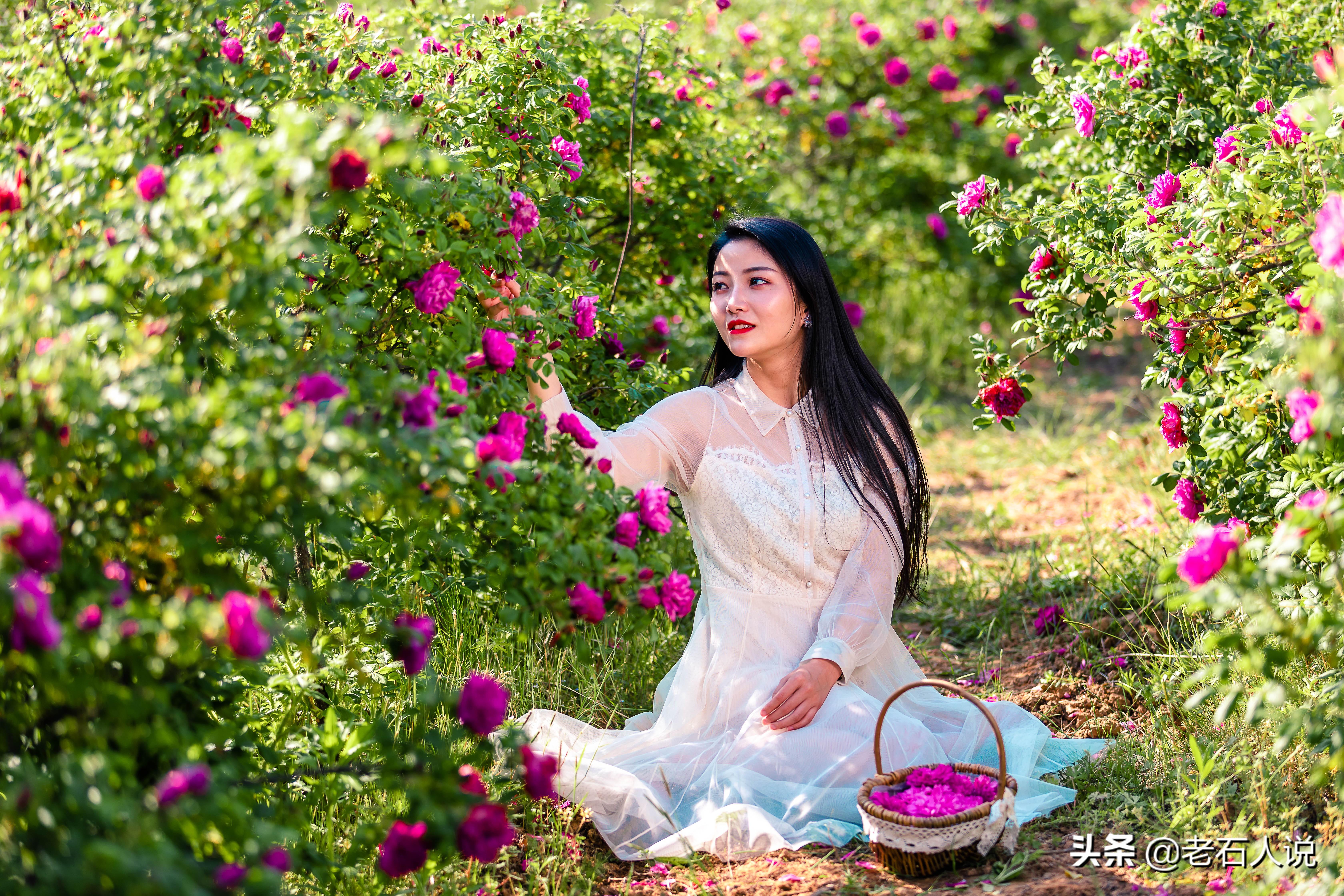 玫瑰花开的季节，玫瑰花在什么季节长出来（玫瑰花在什么季节长出来的）