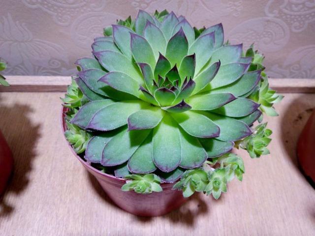 观音莲的养殖方法和注意事项，观音莲的养殖方法和注意事项 新闻（观音莲盆栽这么养）