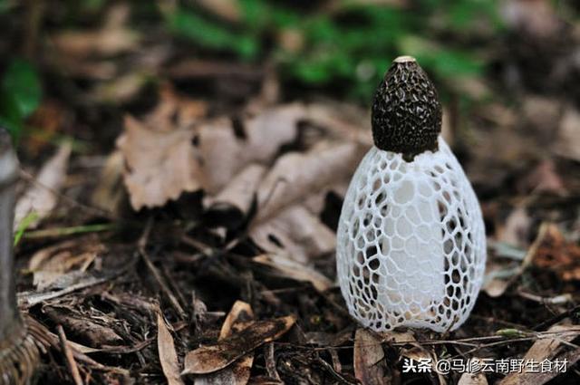 竹荪的作用与功功效，竹荪的功效与作用（竹荪有什么营养价值和食用功效）