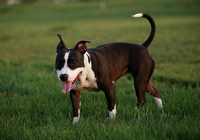 最认主人的狗排名，最认主人的狗排名是怎样的（它们一生只认一位主人）