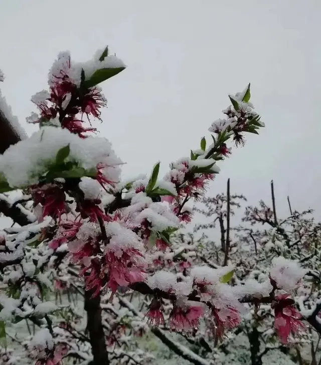 润四月份几年一次，闰4月多少年一次（闰四月的年份是不是灾年）