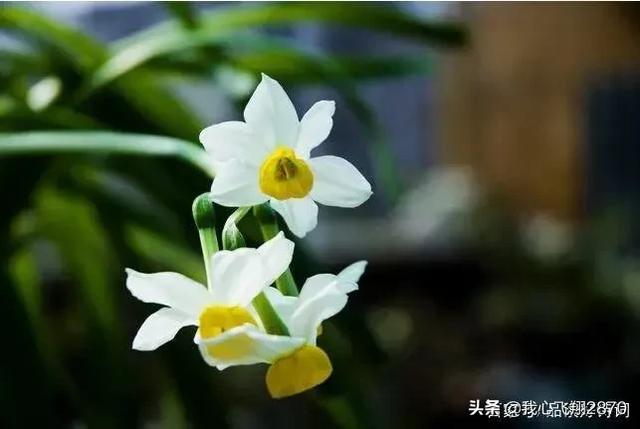 关于水仙花的诗句，水仙花的诗句（欣赏一组赞咏水仙花的诗句）