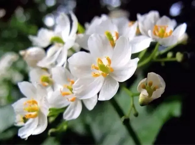 为什么竹子属于草，为什么竹子属于草本植物（植物小知识，竹子是树吗）