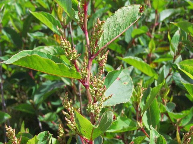 野生虎杖根全图，虎杖根是什么样子（房前屋后看见这草）