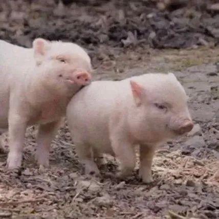 仙女玖｜｜『优质闺头.』，微信头像，仙女玖｜｜『优质闺头.』（闺蜜昵称网名+闺蜜头像）