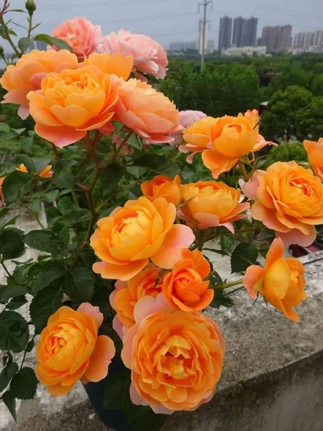 月季小苗品种，送你一份“清单”