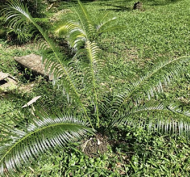 国家一级保护植物的名单，国家一级保护植物简介（植物世界丨国家一级重点保护野生植物名录）