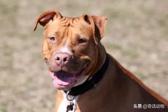 斑鬣狗和比特犬哪个厉害，斑鬣狗和比特犬哪个厉害点（比特犬能打过非洲鬣狗）