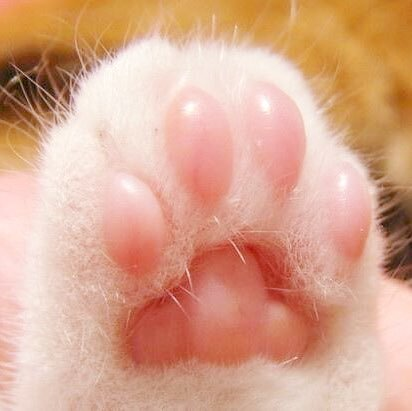 猫爪子,5种类型猫爪,亲测有效(猫爪子图片)