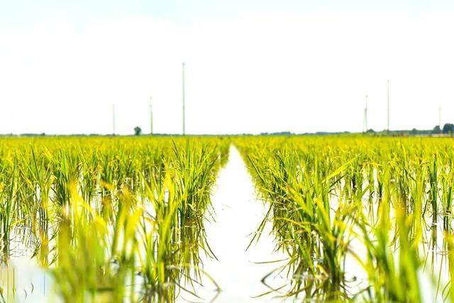 干饭是什么意思，网络词干饭是什么意思（中国干饭地图：天南海北）