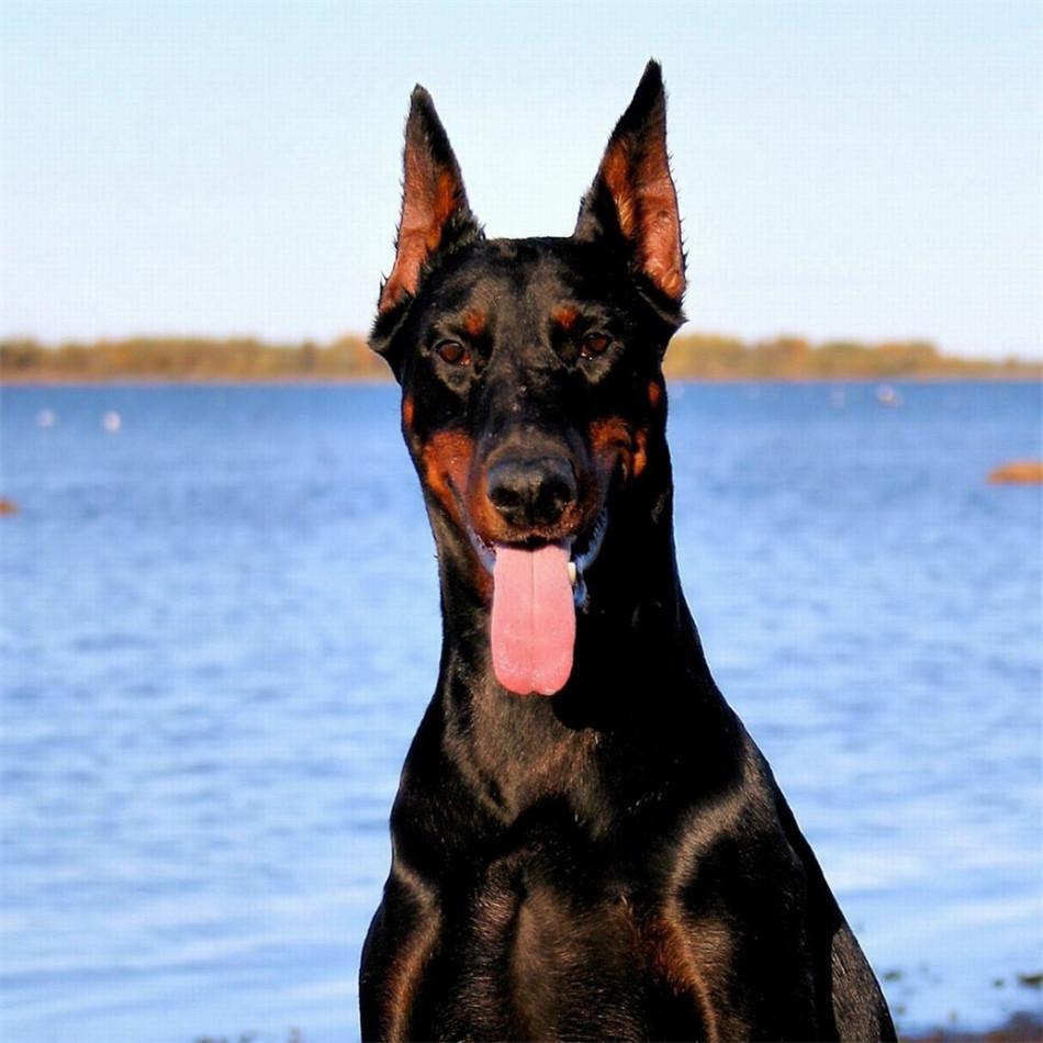 二,杜宾犬的历史