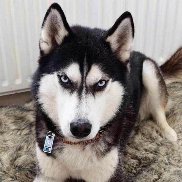 比较好养的小型犬，十大最适合新手养的小型犬（主人应该选什么样的狗狗）