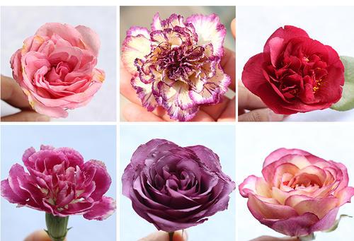 干花如何制作，干花如何制作艺术品（5种超实用方法制成干花）