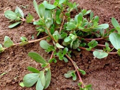 野生白花菜图片，野白花菜的功效与作用与禁忌（20种常见野菜辨别图）