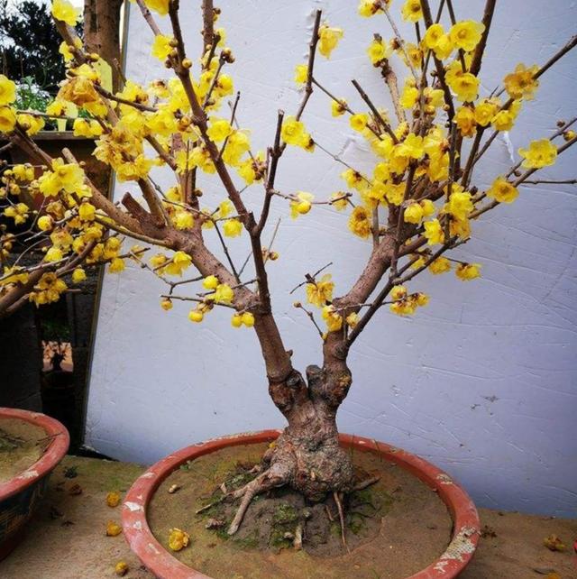 冬天开的花有哪些，冬天开的花有哪些花名颜色（家里养上5种花，天冷也有花看）