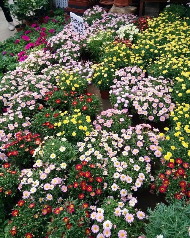 枯萎的花图片，枯萎的花（6种漂亮花，开完花“就枯萎”）