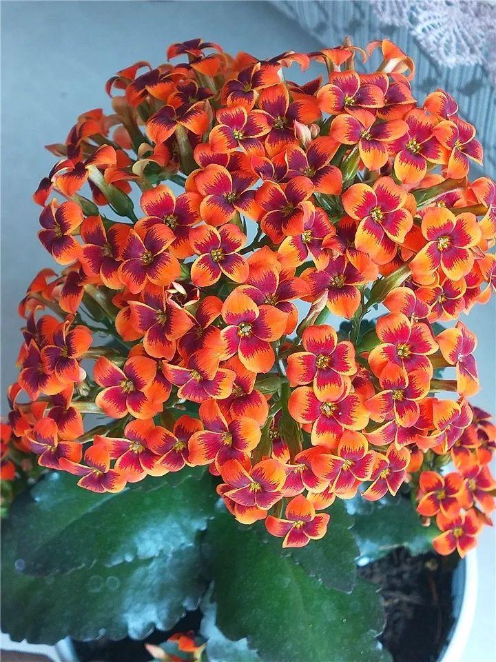 80个长寿花品种(全都美极了,只养1盆真的不够) - 彝家农业网