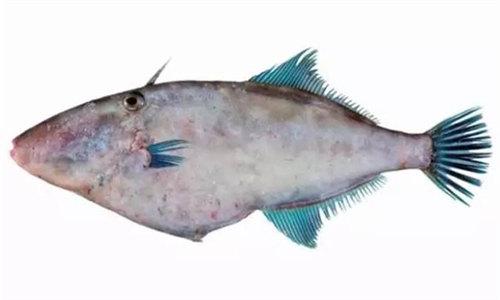 马面鱼是什么鱼，马面鱼是什么鱼做的（却是川渝一带最喜欢用食材——耗儿鱼）