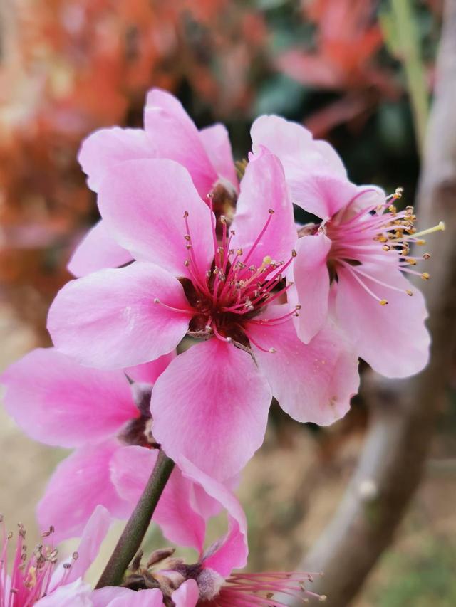 花卉图片及名称大全，常见绿植花卉及名称大全（100种常见花图鉴）