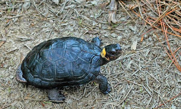 乌龟种类有哪些，乌龟种类有哪些品种（陆龟和水陆两栖龟区别）