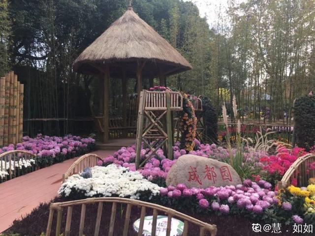 荷花有几种颜色，莲花有几种颜色分别是象征什么（1盆菊花售价1.2万）