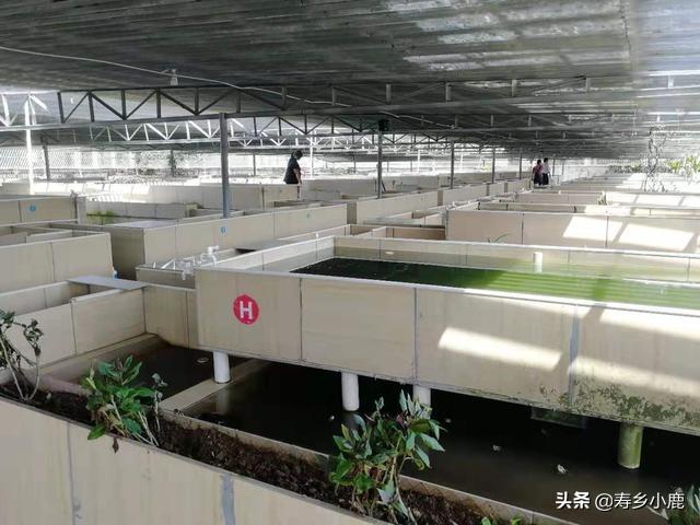 石金钱龟养殖前景，现在养石金钱龟前景好吗（龟市预测：未来三年内）