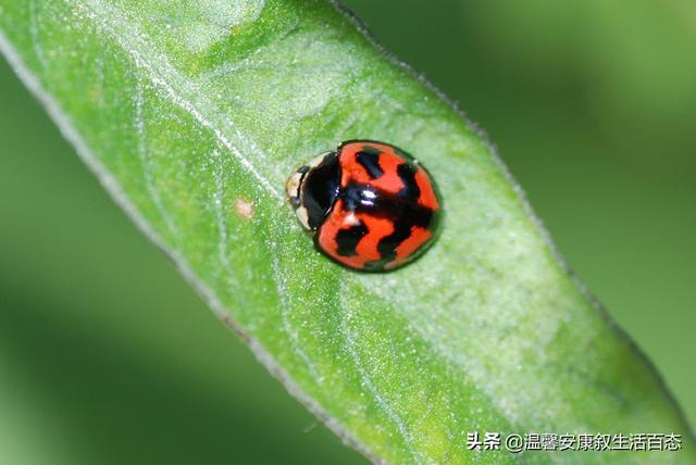 昆虫的主要特征，简述昆虫的主要形态特征（昆虫……你又了解多少呢）
