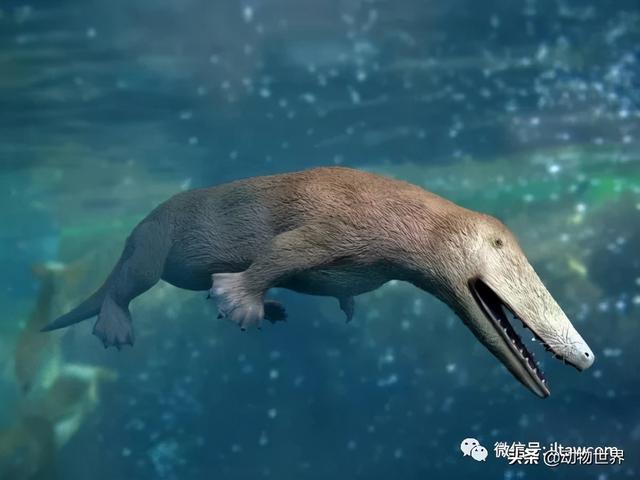 古鲸又称古代鲸,是鲸形类中的古鲸小目(或称原鲸小目),包括现代鲸鱼的
