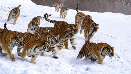 哺乳动物有哪些，世界上哺乳类动物有哪些（哺乳类动物和图片）