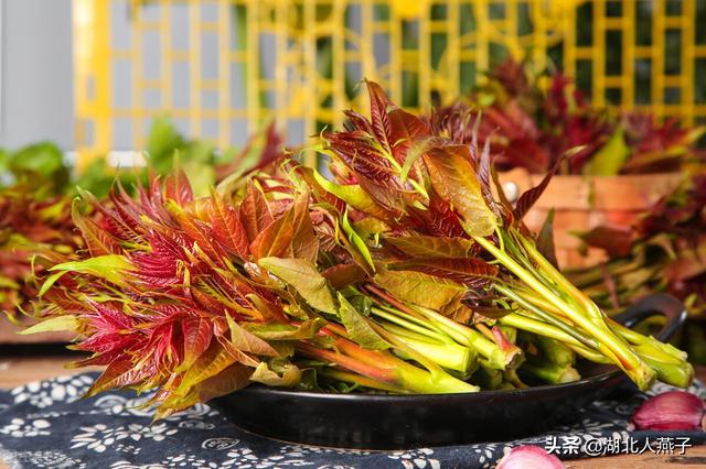 野艾蒿的功效与作用 野艾蒿的吃法，野艾蒿的功效与作用（这步再忙也不能少）