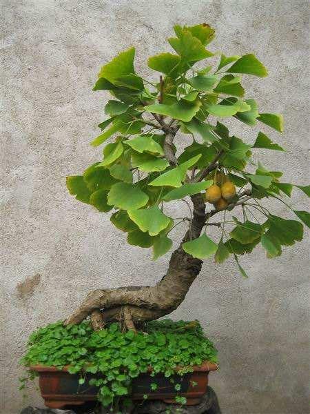 柔荑花序不一定是下垂的,但一定是单性花。，A.正确B.错误（银杏盆景掌握“习性”）