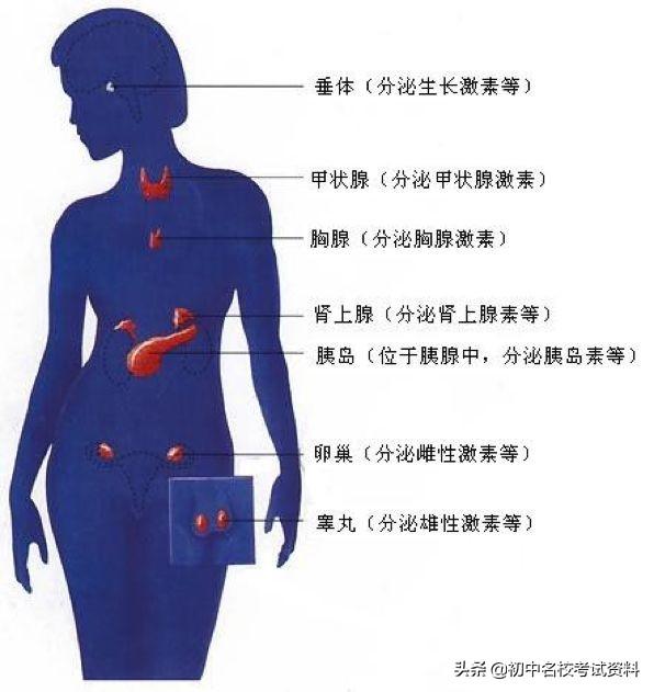 血型配对表图口诀，血型遗传规律表顺口溜（冲刺2020年中考-初中生物记忆口诀+知识点大全）