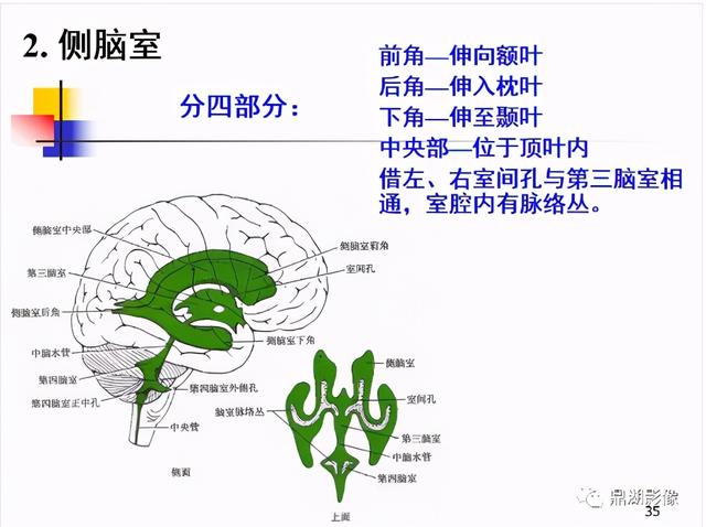 大脑杏仁体解剖图，高清大脑解剖图谱