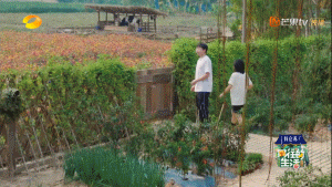 向往的生活开局推到张子枫，张子枫是谁推荐到向往的生活（《向往的生活4》张子枫被疑社恐）