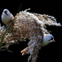 带＂倾颜＂的六字唯美古风句子，六个字的古风唯美诗句（古韵古色宠物鸟名字可爱有意境-可爱点）