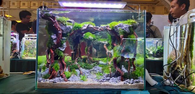 水草造景教程，简单水草造景图片（鱼缸造景比赛作品欣赏）