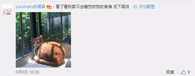 猫的灵性有多强，猫界最有灵性的四种猫（一只猫可以多有灵性）