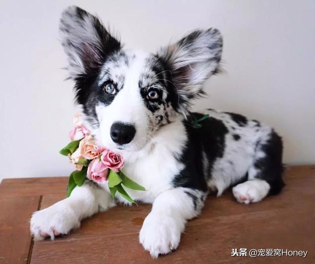 威尔士小短腿柯基犬，柯基犬备受英国皇室成员的青睐