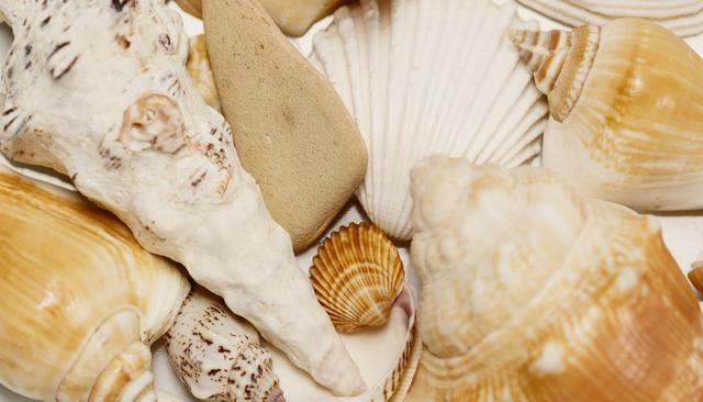 章子怡开蚌，章子怡开蚌直播（开蚌取珠这门生意）