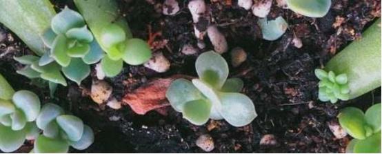 多肉植物怎么繁殖，多肉繁殖的方法（扦插/分株/播种/嫁接）