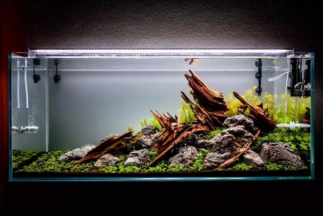 鱼缸底部铺什么好，鱼缸底部铺卵石养什么鱼（如何挑选一个合适自己的鱼缸）
