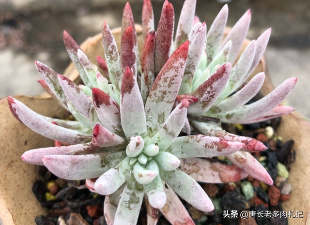 爱杜丽丝多肉怎么养，如果你像我这样养的话