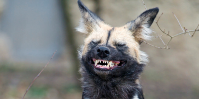 捕杀野狗和流浪狗的方法，捕流浪狗方法如下（非洲野狗作战能力超过“掏肛”的鬣狗）